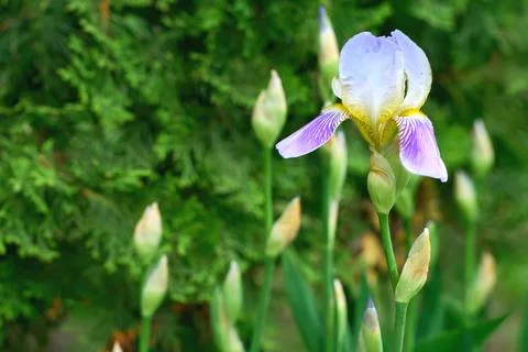 Nice delicate white purple iris flower variety Siberian Stock Photos