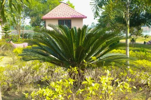 Nice design tree at garden Foto stock