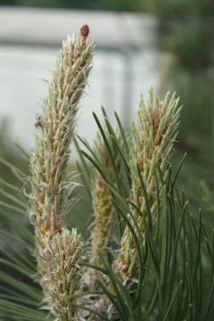 Nice detail needles 写真素材