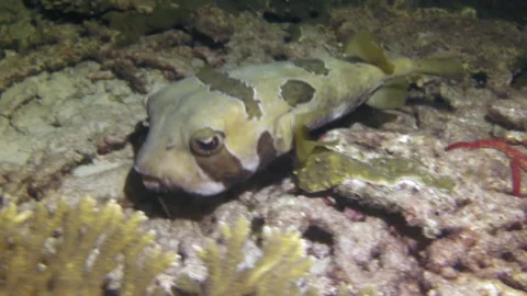 Nice diodon lituresus fish close-up underwater against background of corals. Stock Footage 235032222