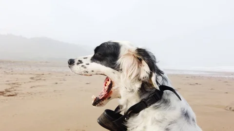 Nice dog breed English setter yawning. Stock Footage 124877832