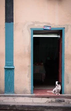 A nice dog in a Cuban house Stock Photos