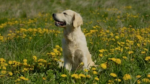 Nice dog in the field Stock Footage 309022050