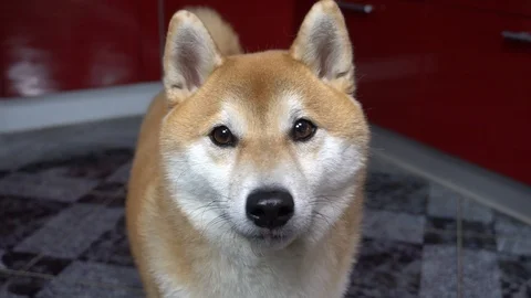 Nice dog looking at the camera, licking his nose, sits on the floor, Shiba Inu Stock Footage 101353948