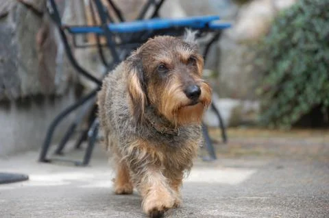 A nice dog 스톡 사진