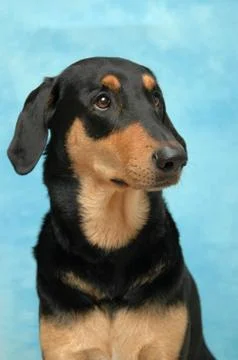 Nice dog Stock Photos