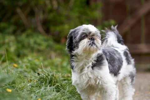 Nice Dog Stock Photos