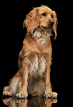Nice dog sitting in a dark background Stock Photos