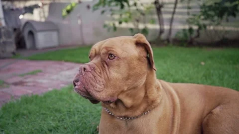 Nice Dogue de Bordeaux in outside 動画素材 139020528