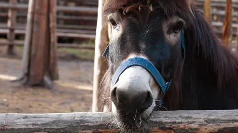 Nice donkey Stock Footage 43256337