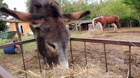 Nice Donkey with Horses Stockbeeldmateriaal 42902354