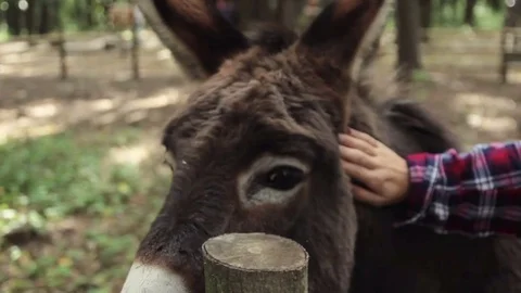 Nice donkey looking out Stock Footage 74510418