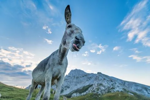 A nice donkey Stock Photos