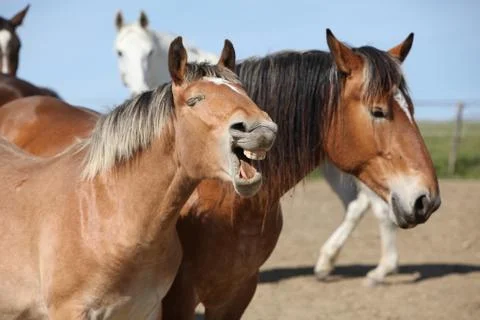 Nice draft horses boring in paddock together Stock Photos