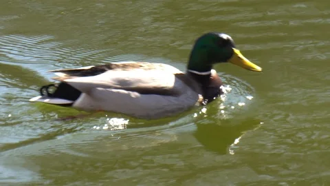 Nice drake on the spring lake Stock Footage 104567815