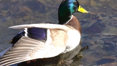 Nice drake on the spring lake Stock Footage 104567818