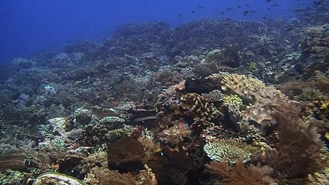 A nice drift dive above the reef with a turtle and two angle fish Video stock 120872990