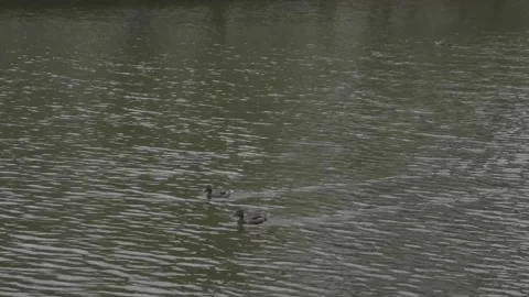 Nice ducks in the water flow each other. Summer. water reflections. Stock Footage 156936560