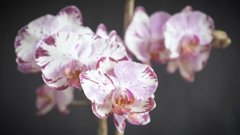 Nice ecuadorian orchid. Stock Footage 128000313