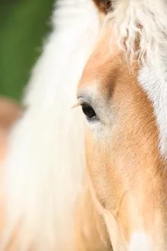 Nice eye of blond haflinger Stock Photos