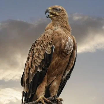 Nice falcon Foto stock