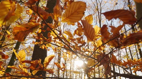 Nice fall scene in a forest with sun Stock Footage 147549012