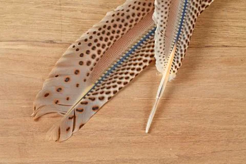 Nice feather Stock Photos