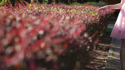 Nice female arm stroking beautiful flower summer plant Stock Footage 71285345