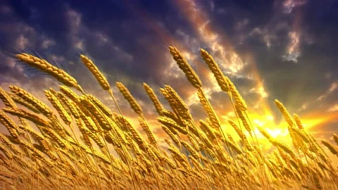 Nice field of rye spikelets at sunrise background Video stock 166799967