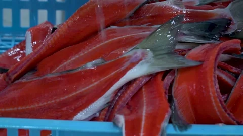 Nice fillet of salmon in a tray. 動画素材 158630548