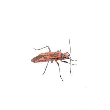 Nice firebug on white background Foto stock