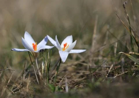 Nice first spring wild crocuses flowers Stock-Fotos