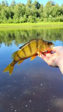 Nice fish in hand Fotos de archivo