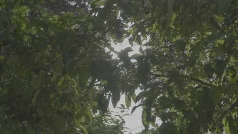 Nice flare through green leaves of a tree, warm nice light and blue sky. Stock Footage 151474816