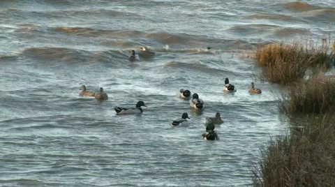 Nice flock ducks swimming Video stock 125244