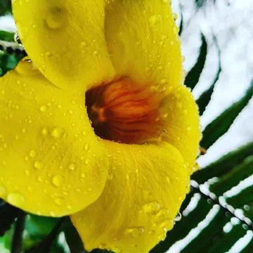 Nice Flower after the Rain Stock Photos