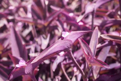 Nice flower background texture Stock Photos