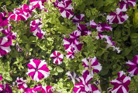 Nice flower background texture Stock Photos