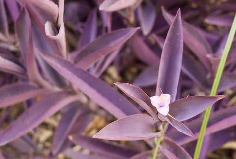 Nice flower background texture Stock Photos