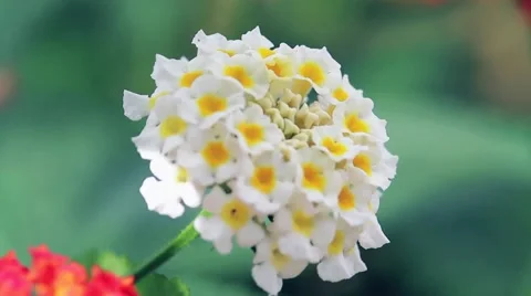 Nice flower close up shoot Video stock 49652833