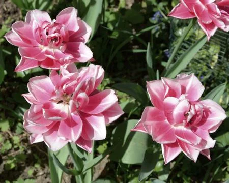 Nice flower in early spring. The first flowers appear in spring season Stock Photos