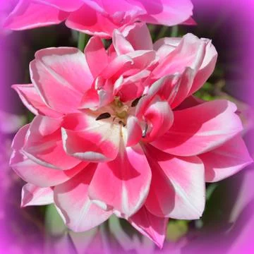 Nice flower in early spring. The first flowers appear in spring season Stock Photos