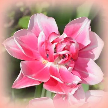Nice flower in early spring. The first flowers appear in spring season Stock Photos