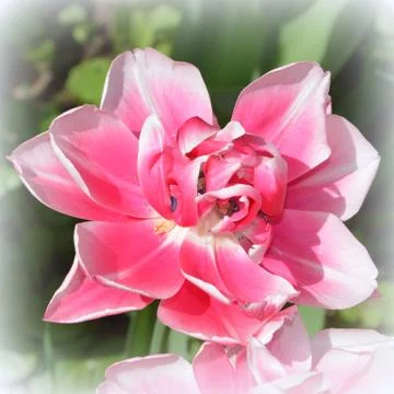 Nice flower in early spring. The first flowers appear in spring season Stock Photos