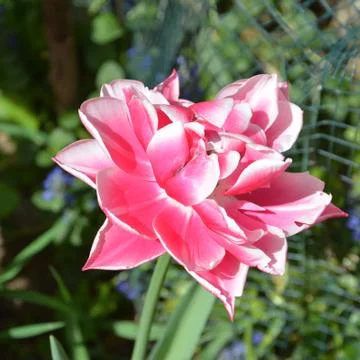 Nice flower in early spring. The first flowers appear in spring season Stock Photos