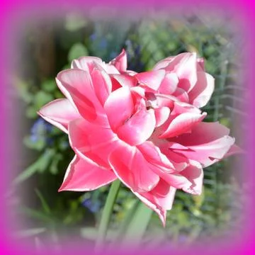 Nice flower in early spring. The first flowers appear in spring season Stock Photos