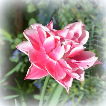 Nice flower in early spring. The first flowers appear in spring season Stock Photos