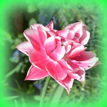 Nice flower in early spring. The first flowers appear in spring season Foto stock