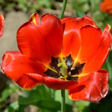 Nice flower in early spring. The first flowers appear in spring season Stock Photos
