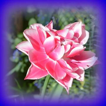 Nice flower in early spring. The first flowers appear in spring season Stock Photos